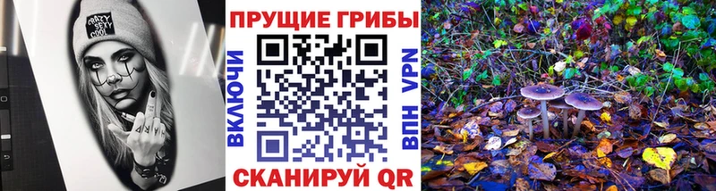 Псилоцибиновые грибы Psilocybe  закладки  Юрга 